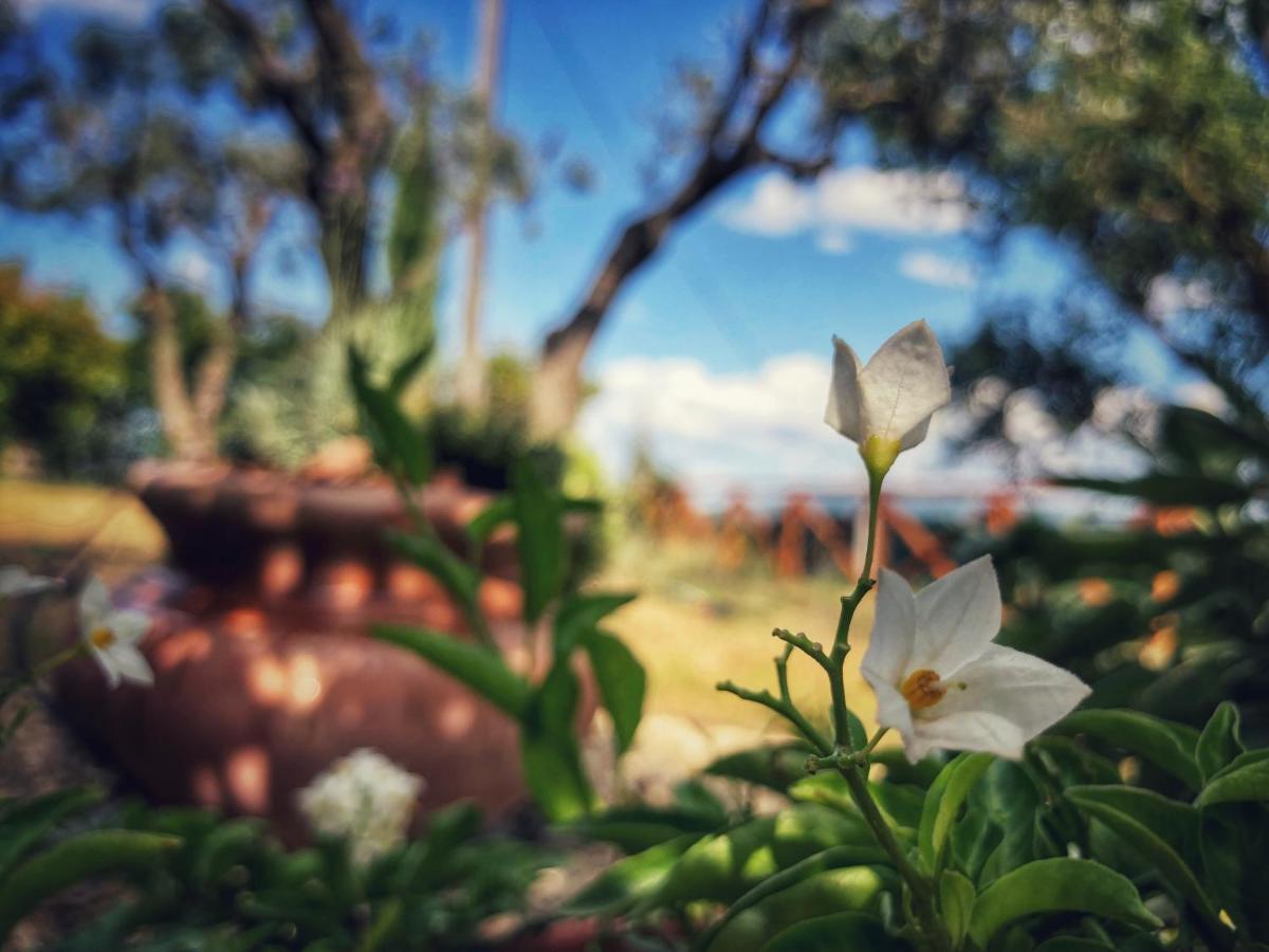 Grove Cottage: Immersed In Nature & Close To Town Città della Pieve Eksteriør billede