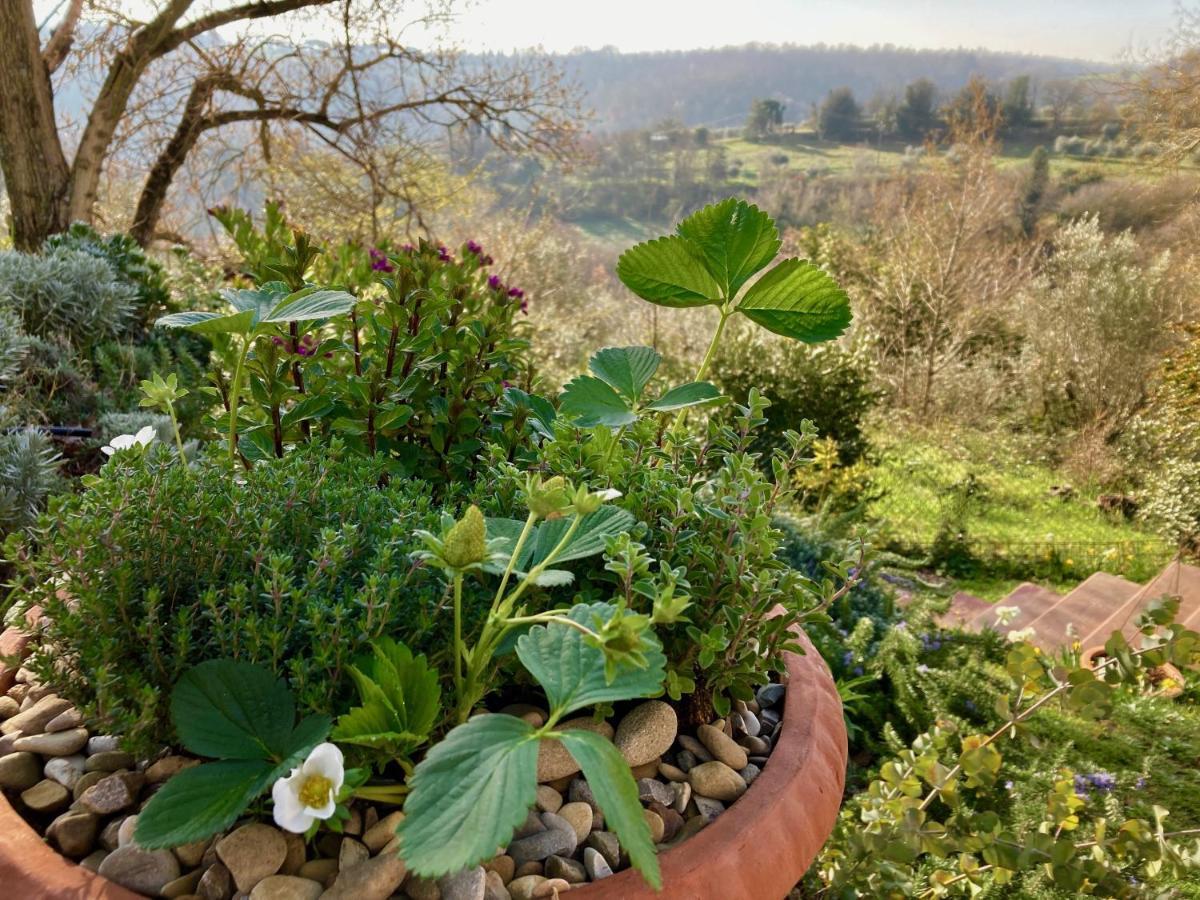 Grove Cottage: Immersed In Nature & Close To Town Città della Pieve Eksteriør billede